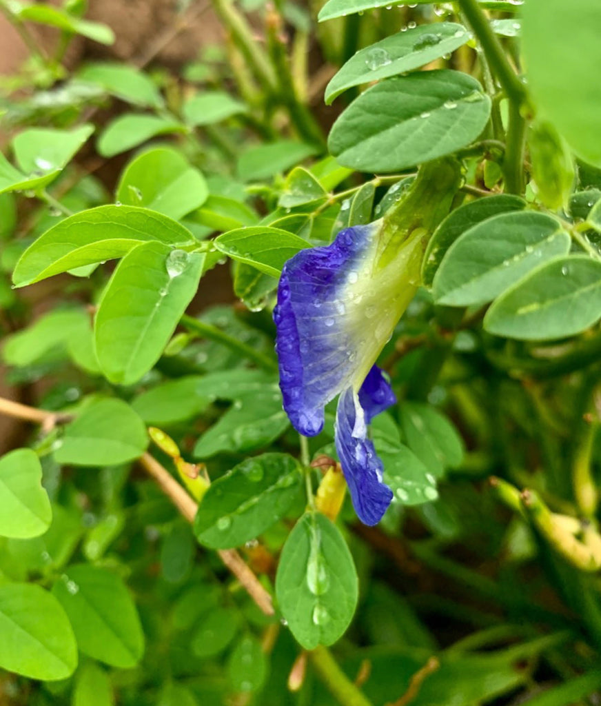 The Magic of Blue Butterfly Pea Flower